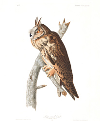 plate 383 long eared owl