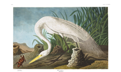 plate 386 white heron