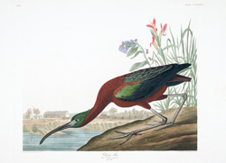 plate 387 glossy ibis