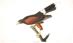 plate 392 louisiana hawk