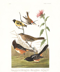 plate 394 cestnut coloured finch