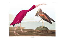 plate 397 scarlet ibis