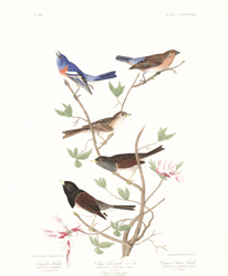 plate 398 lazuli finch