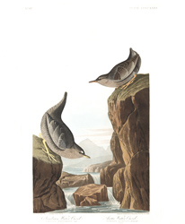 plate 435 Columbian Water Ouzel