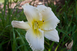 white lily