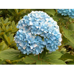 Blue Hydrangea