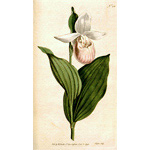 Botanical Plate 2161793