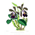 Botanical Plate 25