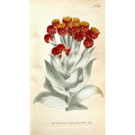 Botanical Plate 3001795