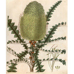 Botanical Plate 3052