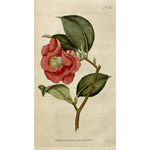 Botanical Plate 421788