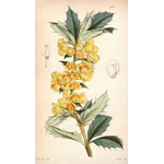 Botanical Plate 43081847