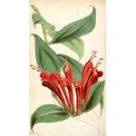 Botanical Plate 43281847