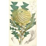 Botanical Plate 4906