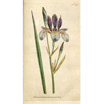 Botanical Plate 501788