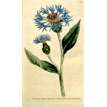 Botanical Plate 771790