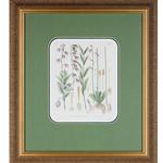 framed artwork Botanical Adenophoria, Lilies Page 257