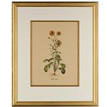 framed artwork Botanical Bellis Major