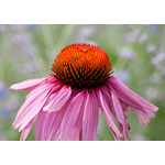 Cone Flower 2