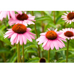 Cone Flowers