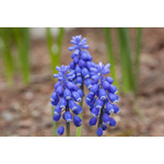 Grape Hyacinth