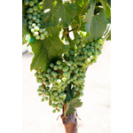 Grapes on the Vine 2