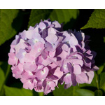 Lavender Hydrangea