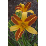 Orange Lily