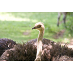 Ostritch 2