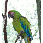 Parrot 6