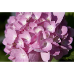 Pink Hydrangea