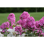 Pink Phlox