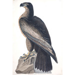 Plate 11 Bird of Washington