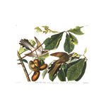 Plate 2 Yellow billed Cuckoo