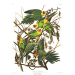 Plate 26 Carolina Parrot