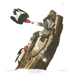 Plate 27 Red headed Woodpecker