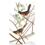 Plate 29 Towee Bunting