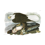 Plate 31 White headed Eagle