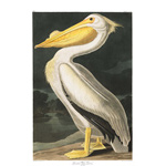 Plate 311 American White Pelican