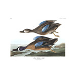 Plate 313 Blue Winged Teal