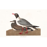 Plate 314 Black headed Gull