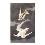 Plate 319 Lesser Tern