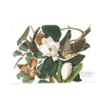 Plate 32 Black billed Cuckoo