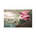 Plate 321 Roseate Spoonbill