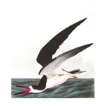 Plate 323 Black Skimmer or Shearwater