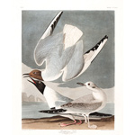 Plate 324 Bonapartian Gull