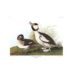 Plate 325 Buffel headed Duck