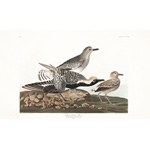 Plate 334 Black belied Plover