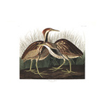 Plate 337 American Bittern