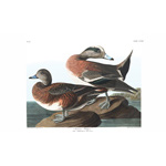 Plate 345 American Widgeon